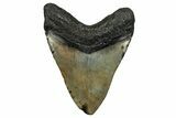 Fossil Megalodon Tooth - North Carolina #348159-2